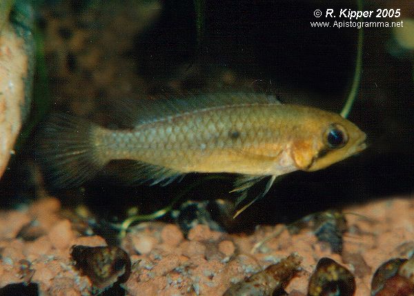 Weibchen, Brutpflegekleid (Foto: R. Kipper)