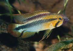 Apistogramma sp. "Abacaxis" (m)
