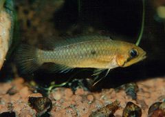Apistogramma sp. "Abacaxis" (w)