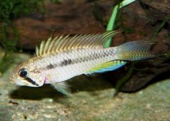 Apistogramma sp. "Breitbinden" (m)