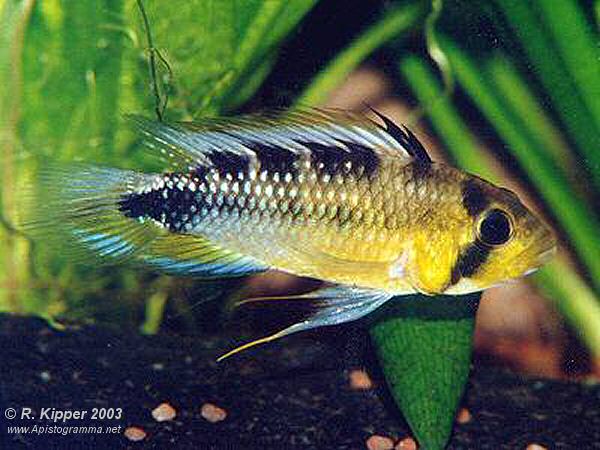 M�nnchen (Foto: R. Kipper)