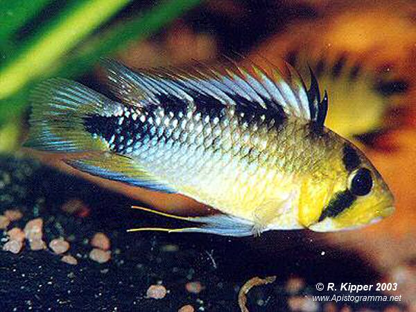 M�nnchen (Foto: R. Kipper)
