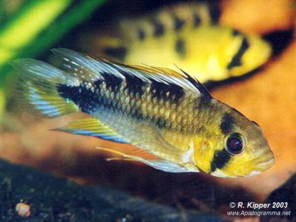 M�nnchen (Foto: R. Kipper)