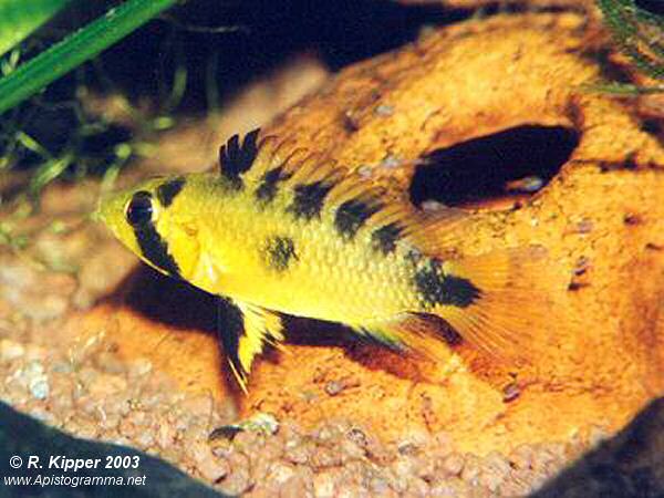 Weibchen, brutpflegend (Foto: R. Kipper)