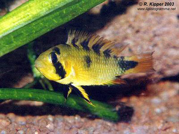 Weibchen (Foto: R. Kipper)