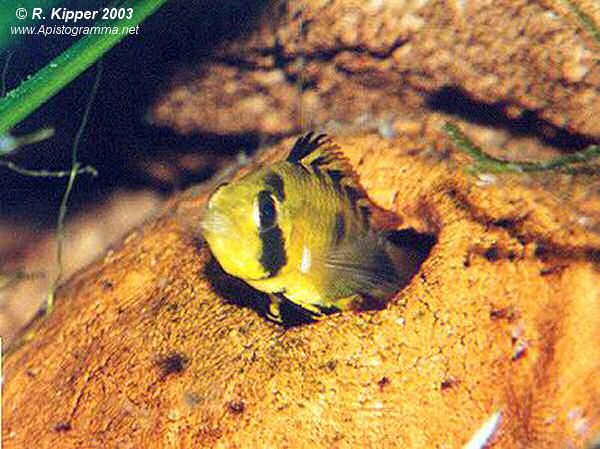 Weibchen, brutpflegend (Foto: R. Kipper)