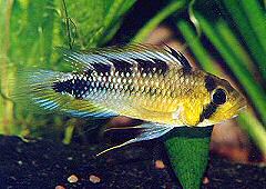 Apistogramma rositae (m)
