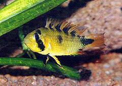 Apistogramma rositae (w)