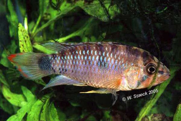 M�nnchen (Foto: W. Staeck)
