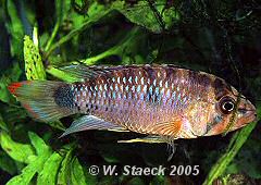 Apistogramma sp. "Oregon" (m)