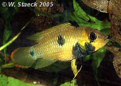 Apistogramma sp. "Oregon" (w)
