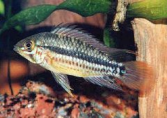 apistogramma_sp_putumayo_m.jpg