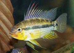 Apistogramma sp. "Schwarzkinn" (m)