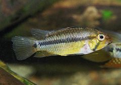 Apistogramma sp. "Schwarzkinn" (w)