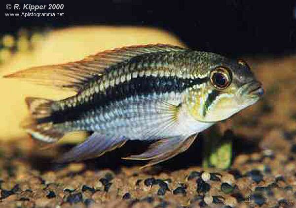 M�nnchen (Foto: R.Kipper)