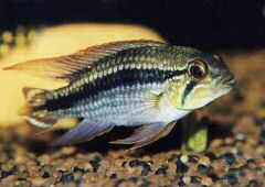 Apistogramma sp. "Tef&eacute;" (m)