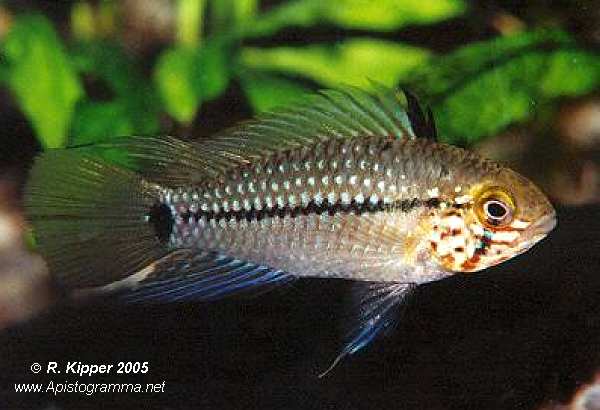 apistogramma_sp_wangenflecken_1.jpg