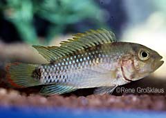 Apistogramma sp. "Zwilling" (m)
