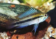 Apistogramma trifasciata (m)