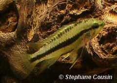 Apistogramma trifasciata (w)