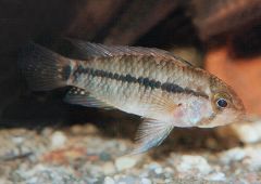 Apistogramma urteagai (A035) (m)