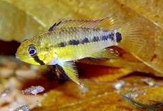 Apistogramma urteagai (A035) (w)