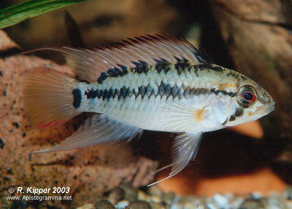 apistogramma_viejita_1.jpg