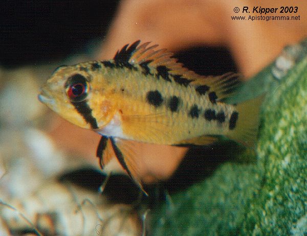 Weibchen, Brutpflegefrbung (Foto: R. Kipper)