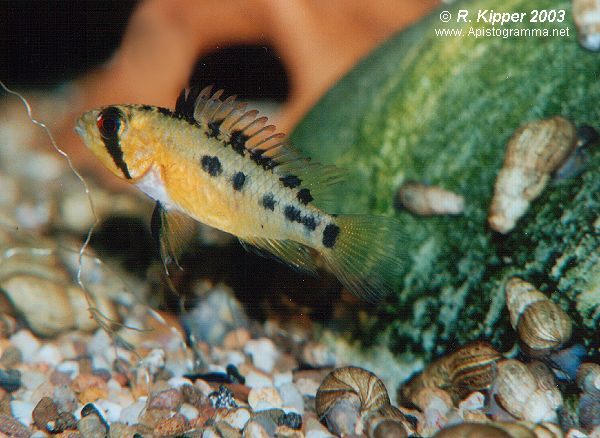 Weibchen, Brutpflegefrbung (Foto: R. Kipper)