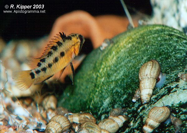 Weibchen, Brutpflegefrbung (Foto: R. Kipper)