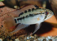 Apistogramma viejita (m)