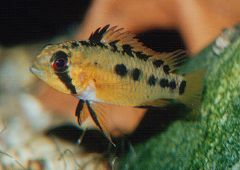 Apistogramma viejita (w)