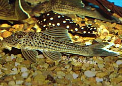Ancistomus snethlageae