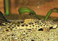 Ancistomus sp. (L075)