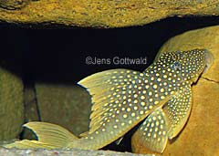 Ancistrinae sp. "Hifin" (L200)