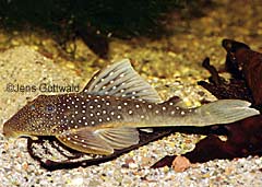 Ancistrinae sp. (L128)