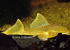 Ancistrinae sp. (L200)