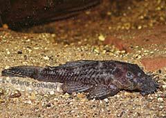 Ancistrus cf. dolichopterus (L071)