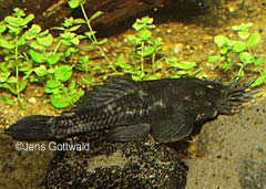 Ancistrus ranunculus