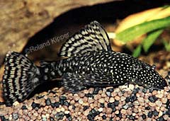 Ancistrus sp. "Braun"