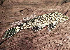 Ancistrus sp. "Iriri"