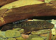 Ancistrus sp. (L159)