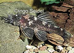 Ancistrus sp. (L213)