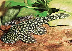 Ancistrus sp. (L309)