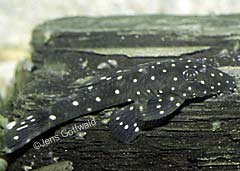 Ancistrus sp. (L327)