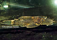 Ancistrus sp. "Schildpatt"