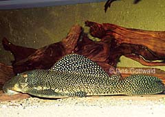 Baryancistrus sp. (L019)