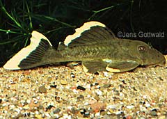 Baryancistrus sp. (L047)