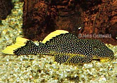 Baryancistrus sp. (L081)