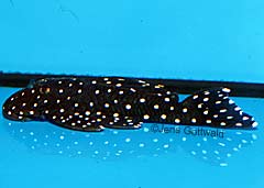 Baryancistrus sp. (L115)
